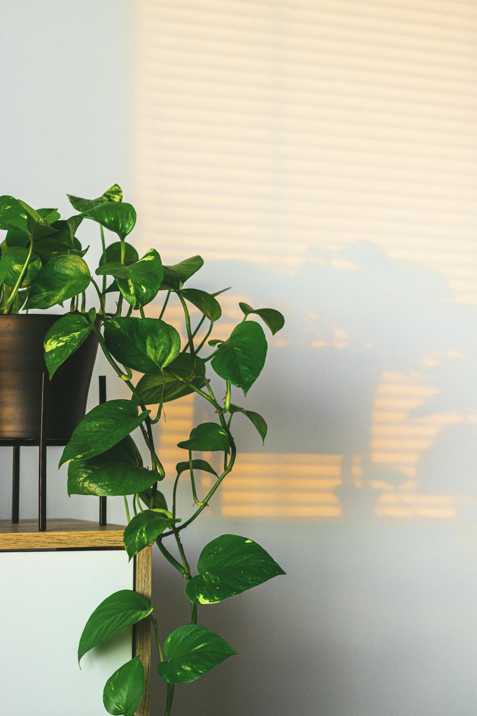 Pothos plant cascading from a wooden shelf in soft warm light.